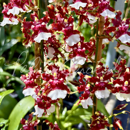 Oncidium — Palmer Orchids